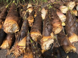 freshly picked bamboo shoots