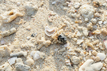 沖縄のビーチを歩くオカヤドカリ