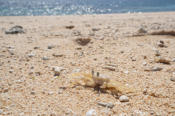 砂浜のスナガニと海