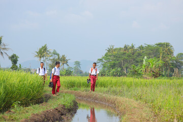 Three Indonesian School Boys Walking In Vibrant Rice Field
