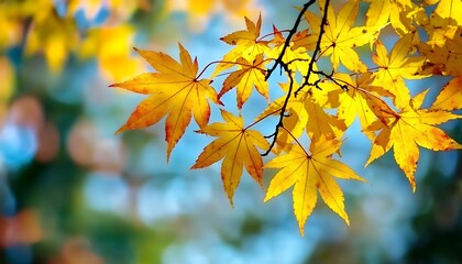 Close-Up of Child&rsquo;s Hands Holding Bright Yellow Autumn Leaves &ndash; Beautiful Fall Foliage and Seasonal Nature Scene