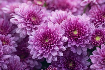 Obraz premium Close up of purple chrysanthemums against sunlight