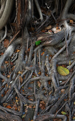 background of an old tree root