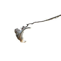 Macaca or monkey is hanging upside down posture from a tree branch looking like Tarzan, It's resisting the force of gravity, misbehave. Isolated on white background with clipping path and transparent