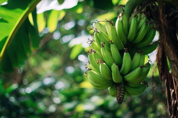 Close up of unripe green bananas in a jungle tree