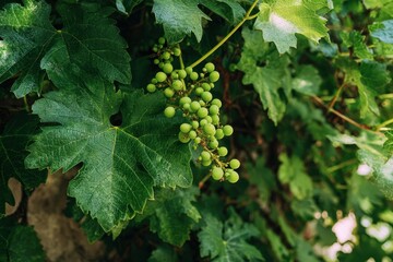 Close up of unripe grapes and vine foliage