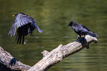 Crows Interacting on Log at Whitaker Ponds Nature Park, Portland, Oregon