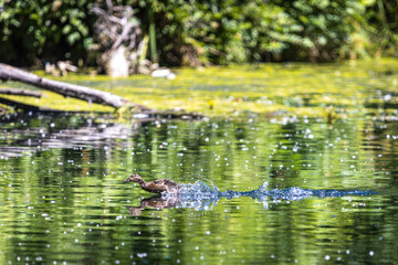 Duckling Splashing Across Water at Whitaker Ponds Nature Park, Portland, Oregon