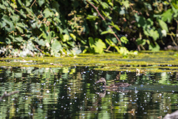Duck Swimming Through Algae-Covered Pond at Whitaker Ponds Nature Park, Portland, Oregon