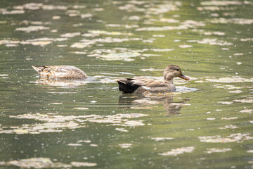 Ducks Swimming in Pond at Whitaker Ponds Nature Park, Portland, Oregon