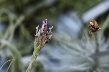 close up of lavender