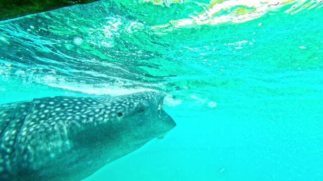 Whale shark swimming just below the water surface in Oslob, Cebu during close dive Close encounter with whale shark near surface in Oslob, Cebu, Philippines