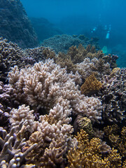 coral reef
