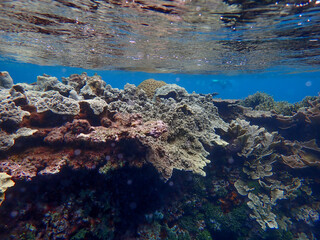 coral reef and sea