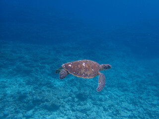 Obraz premium turtle