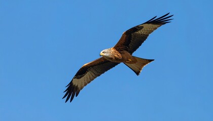Fototapeta premium Red Kite soaring in a clear blue sky
