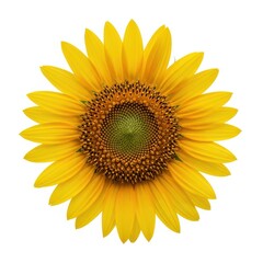 Photo of a vibrant yellow sunflower in full bloom, isolated on a clean white background