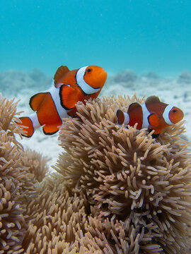 nemo