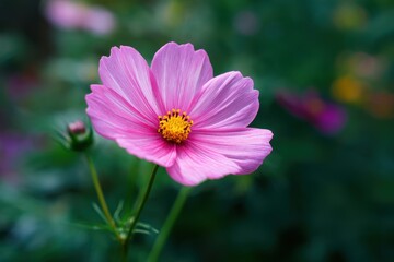 Obraz premium Cosmos flower flourishing in the garden