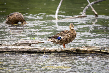 Female Mallard Duck Balancing on One Leg at Whitaker Ponds Nature Park in Portland Oregon