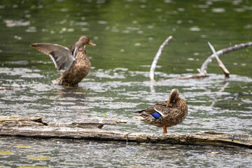 Two Female Mallard Ducks Flapping and Preening on a Log at Whitaker Ponds Nature Park in Portland Oregon