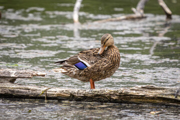 Close-Up of Female Mallard Duck Preening on a Log at Whitaker Ponds Nature Park in Portland Oregon
