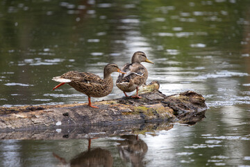 A pair of Mallard ducks on a log at Whitaker Ponds Nature Park in Portland Oregon