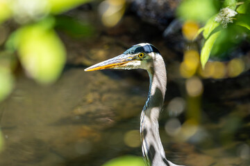A close-up portrait of a Great Blue Heron with interesting shadows at Whitaker Ponds Nature Park in Portland Oregon