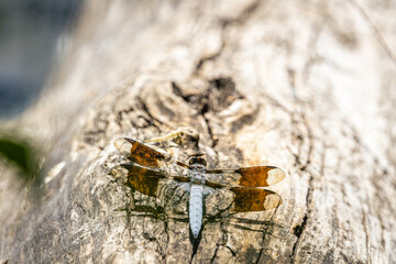 A Dragonfly on a log at Whitaker Ponds Nature Park in Portland Oregon