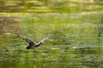 A female Mallard Duck flying low over the water at Whitaker Ponds Nature Park in Portland Oregon