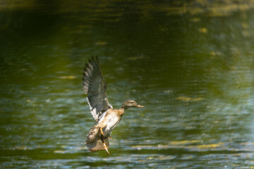 A female Mallard Duck swooping in for a landing at Whitaker Ponds Nature Park in Portland Oregon
