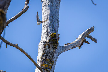 Tree Swallows in Flight Around Nesting Cavity in Dead Tree at Whitaker Ponds