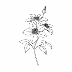Detailed Black and White Clematis Flower Botanical Illustration with Leaves