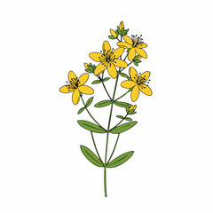 Fototapeta premium Vibrant St Johns Wort Botanical Illustration
