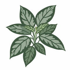 Naklejka premium Lush Green Peperomia Plant with Striking Veined Leaves