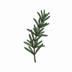 Fototapeta premium Detailed Illustration of a Fresh Rosemary Sprig with Green Leaves