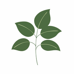 Obraz premium Simple Green Leafy Branch with Delicate Veins and Minimalist Design