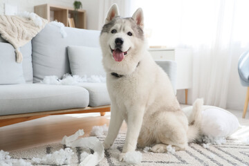 Naughty dog with filling from torn pillow on carpet at home