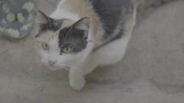 Affectionate Calico Cat Showing Cuddly Behavior S-Log3