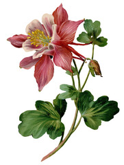 Columbine flower isolated on transparent background, vintage  illustration