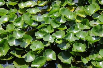 green leaves background