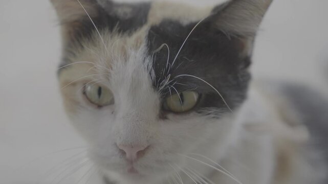 Affectionate Calico Cat Showing Cuddly Behavior S-Log3