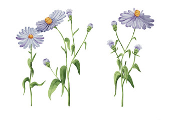 Set Aster Flower Illustrations