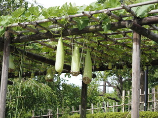 ヒョウタン