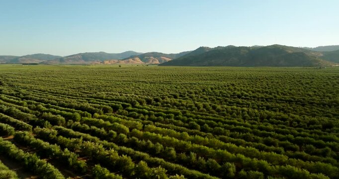 Vast green olive grove with trees in long neat rows on farm in Chile, aerial
