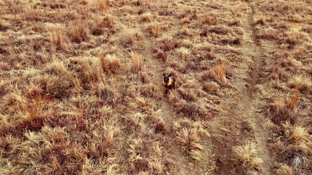 Elusive brown hyena Parahyaena brunnea sits in dry field, rare drone shot