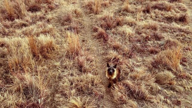 Relaxed and inquisitive brown hyena sits in dry field at sunrise, drone view