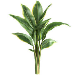 Fototapeta premium Bird Of Paradise Plant, Isolated. The Perfect Touch Of Nature For Your Design.