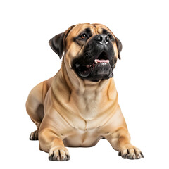 Obraz premium A beautiful fawn Bullmastiff dog with a black mask lying down and looking up, isolated on transparent background.