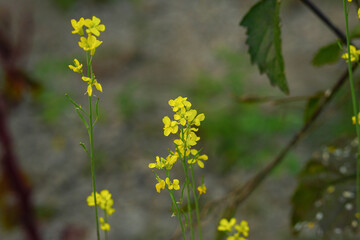 Yellow field mustard flower